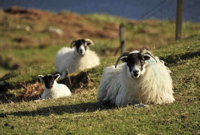 Sheep grazing on the croft